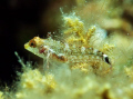  Tripterygion delaisi  
